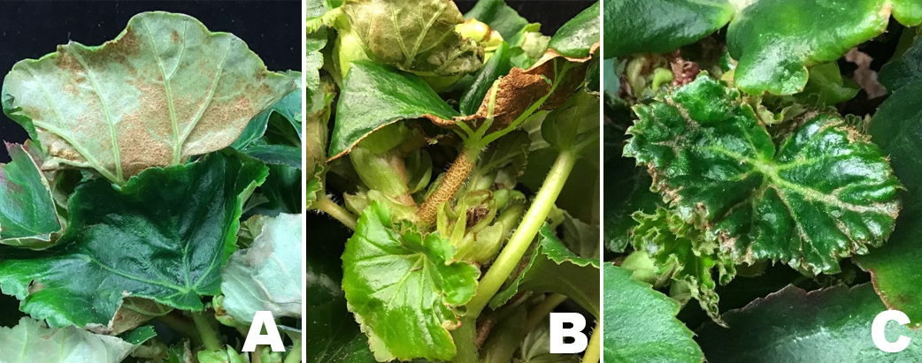 Broad mite symptoms